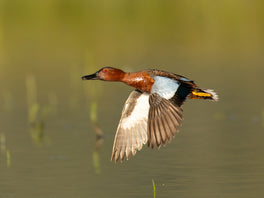 Perry D