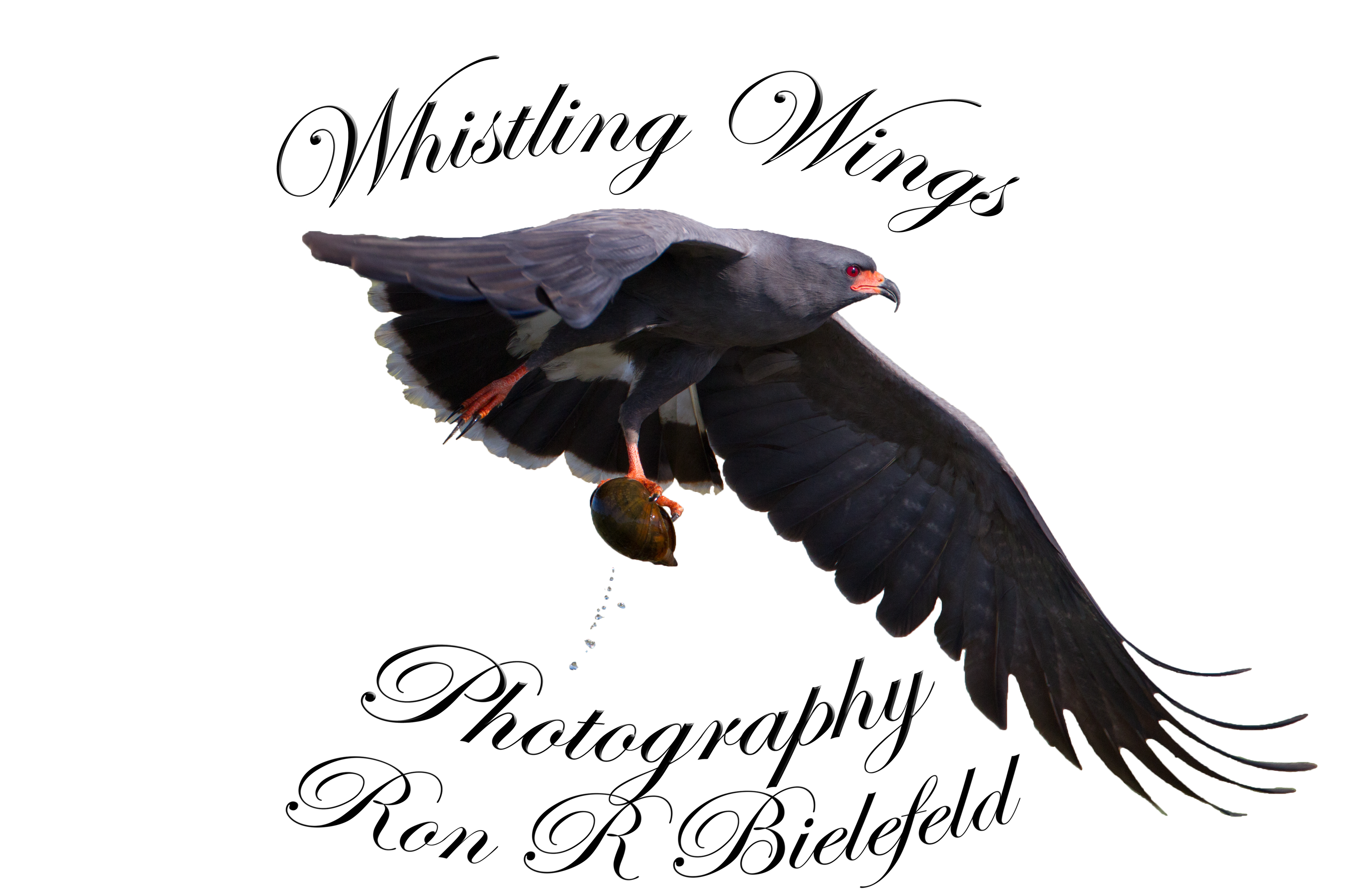 Speed-shooter Photography Harness System